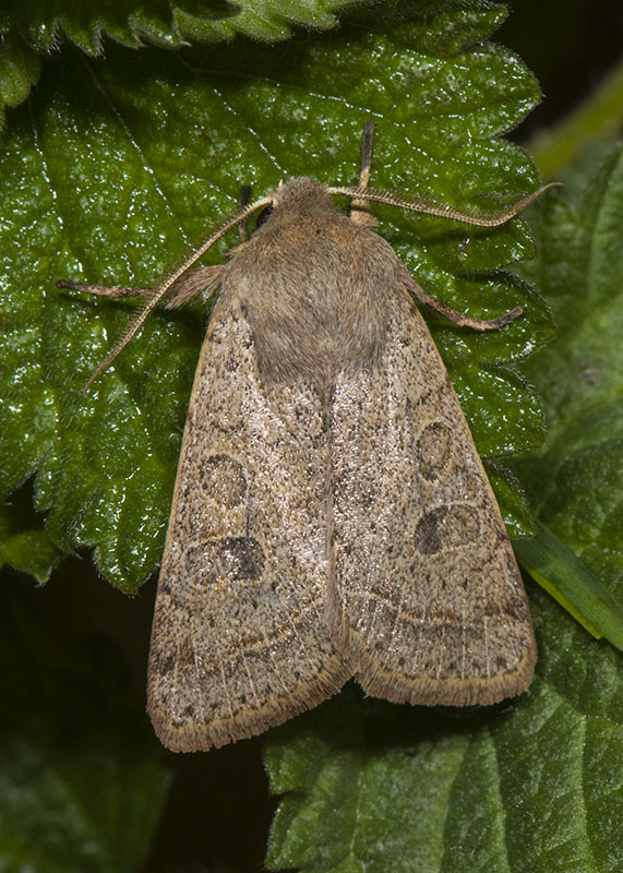 Noctuidae - Orthosia cerasi